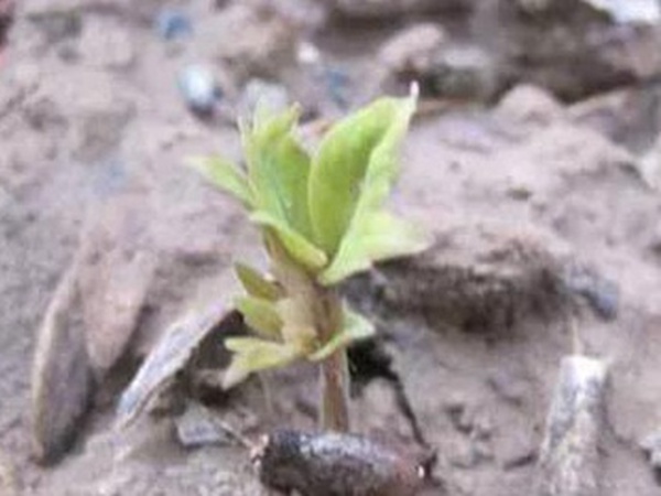 爬山虎的繁殖方法，存活率怎么樣？