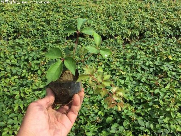 種植爬山虎優(yōu)勢？你可能不知道它還有這五個好處！