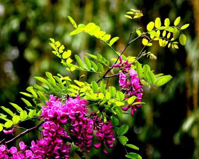 紫穗槐種子的種植方法與管理技術(shù)