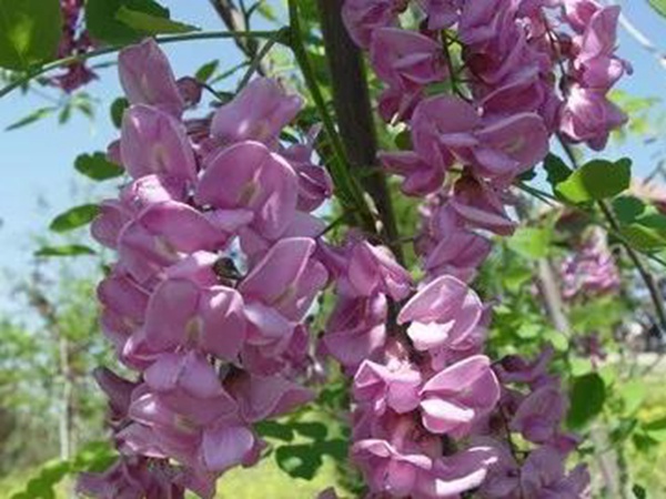 紫穗槐形態(tài)特征以及生長(zhǎng)環(huán)境