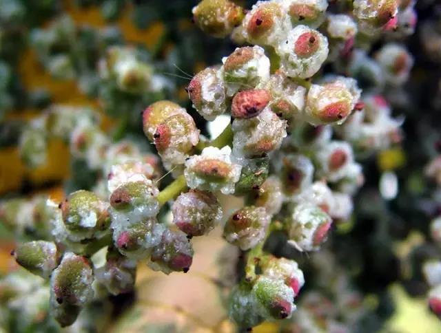 江陰鄉(xiāng)土植物——鹽膚木灌木