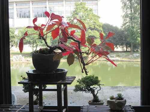 爬山虎也能做盆景？生長能力比較好，抗旱能力不錯