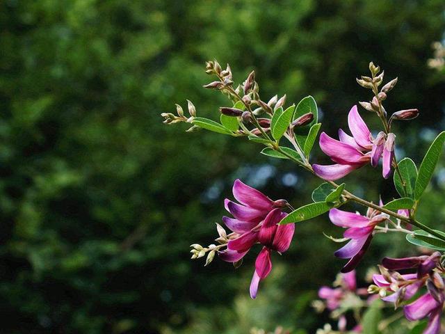 胡枝子的種植技術(shù)介紹，什么時候播種最佳？