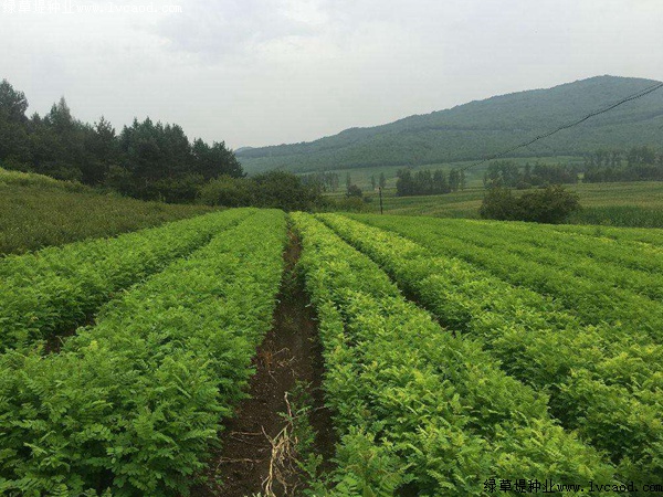 紫穗槐紫穗槐種植方法以及栽培要點(diǎn)