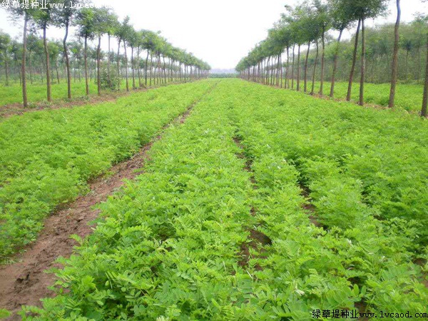 紫穗槐種植方法以及栽培要點(diǎn)