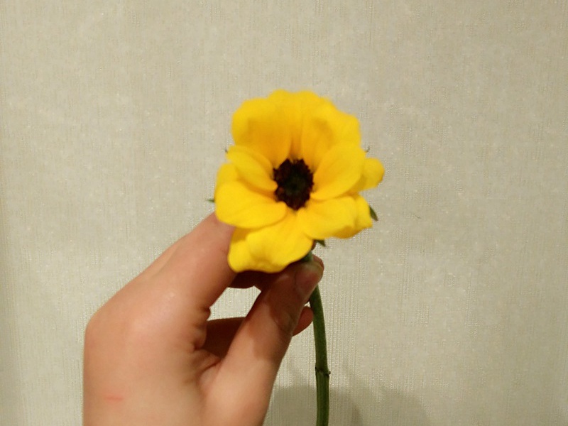 迷你向日葵