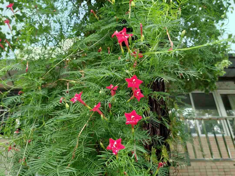 蔦蘿