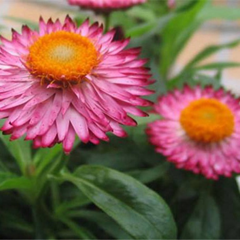 永生菊