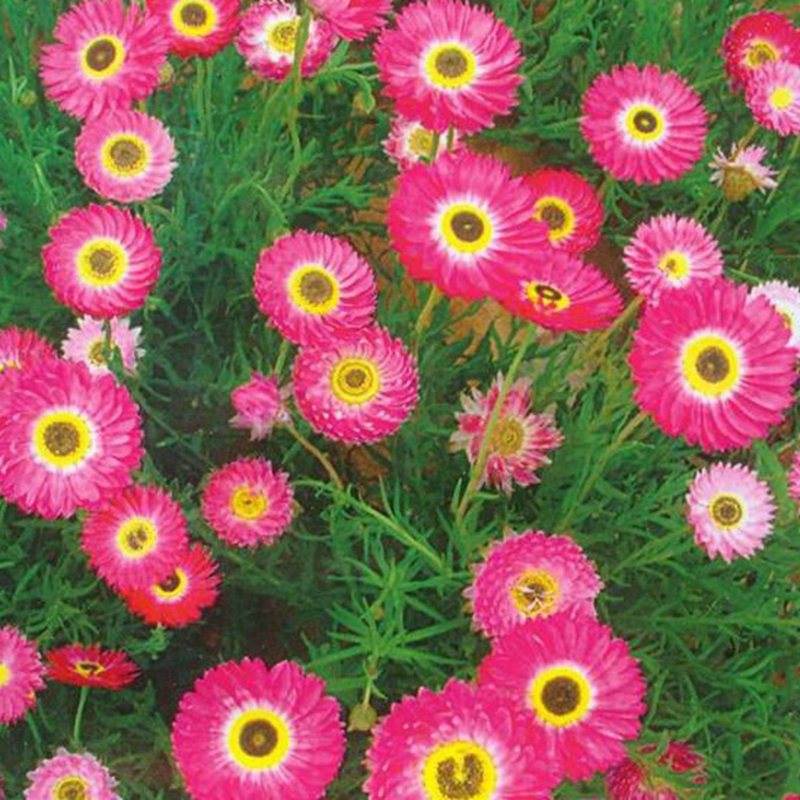 永生菊
