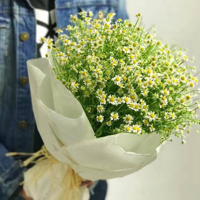 進(jìn)口小雛菊
