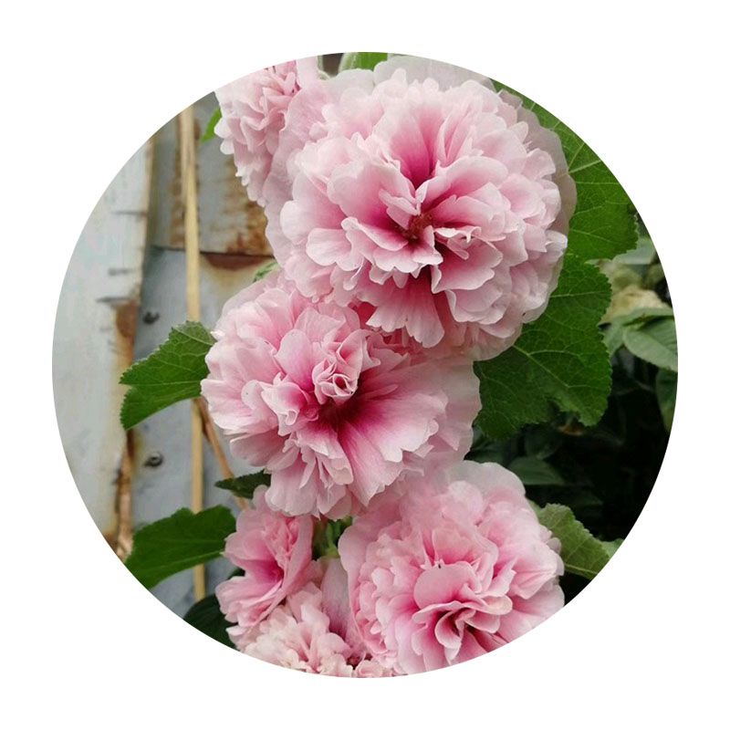 蜀葵