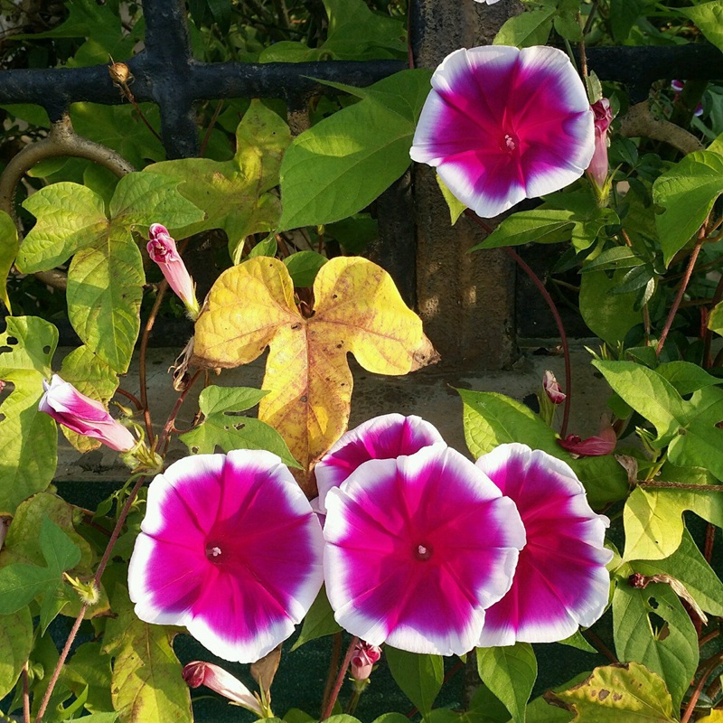 牽牛花