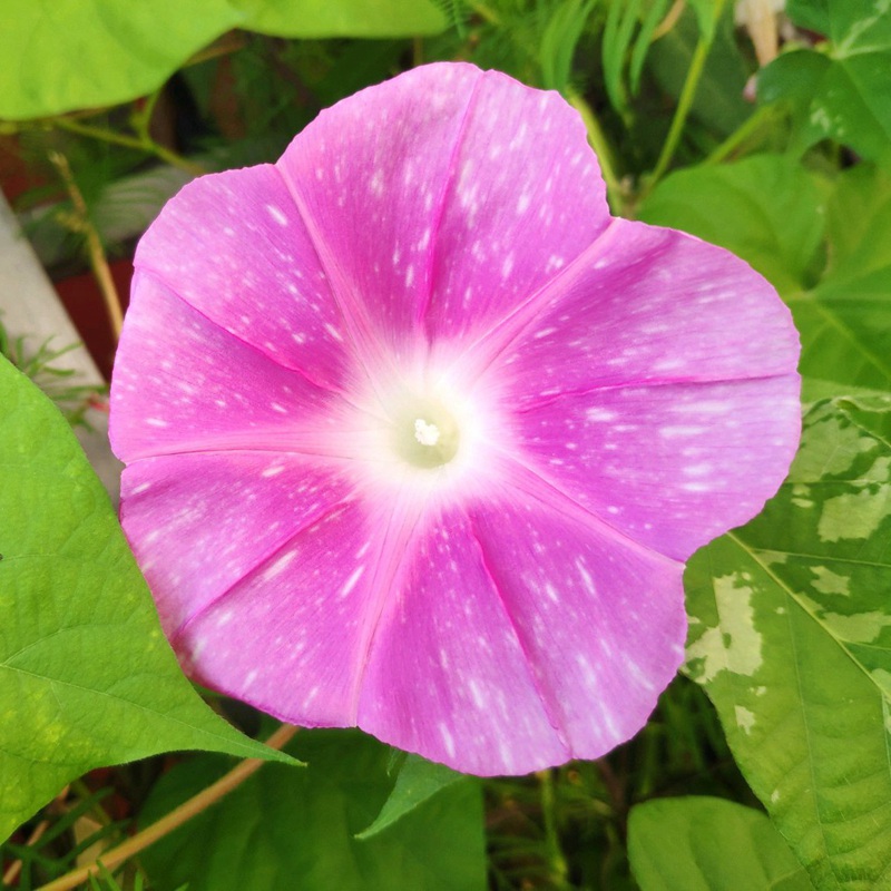 牽牛花