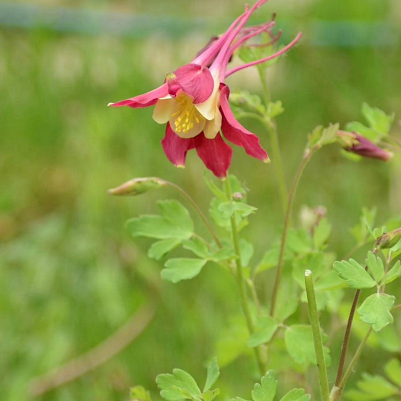 小花耬斗菜