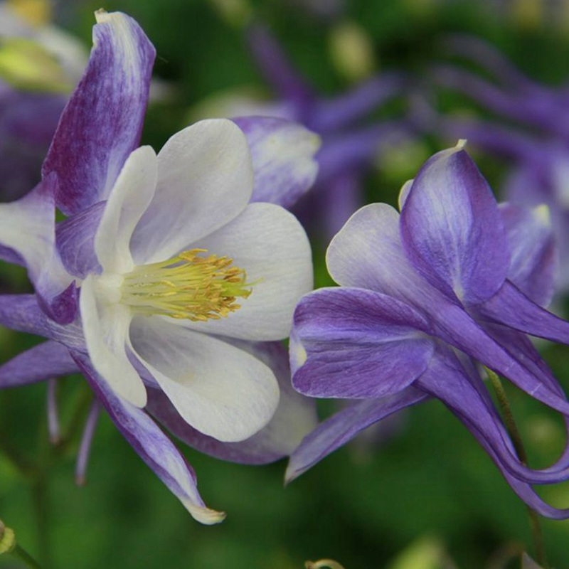 小花耬斗菜