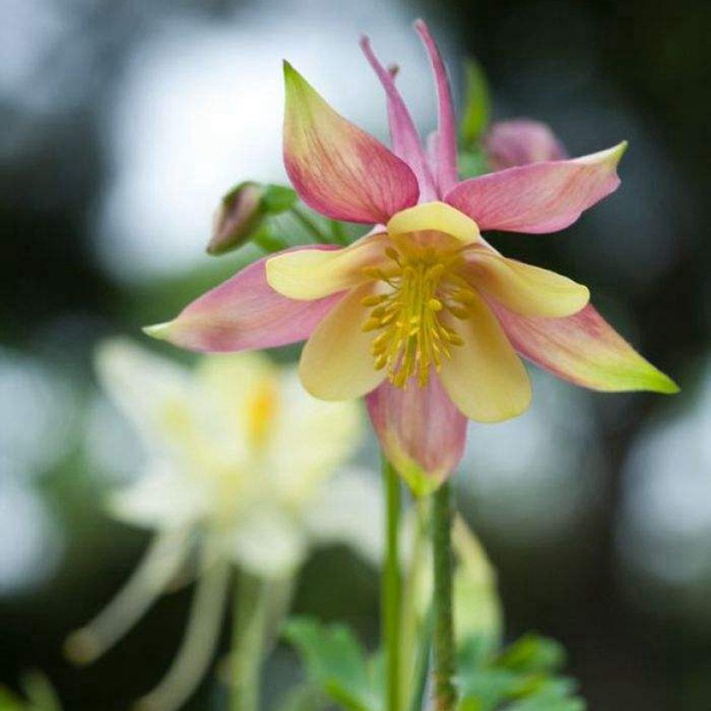 小花耬斗菜