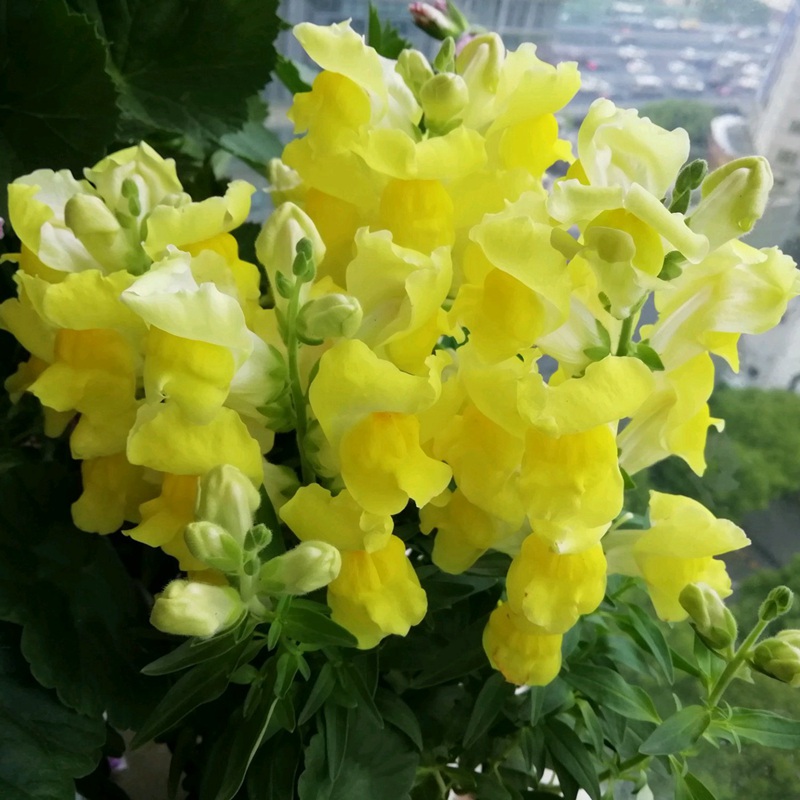 金魚草