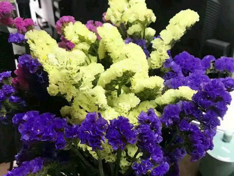 勿忘我