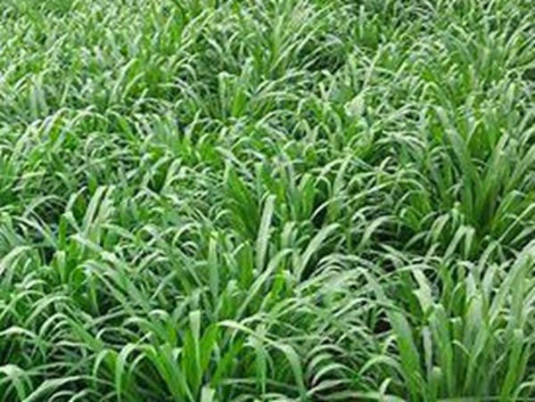 牧草要怎么種植比較好，有什么好的方法？