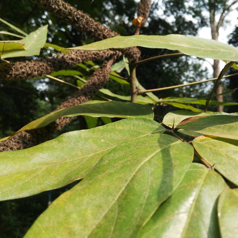 貓尾草