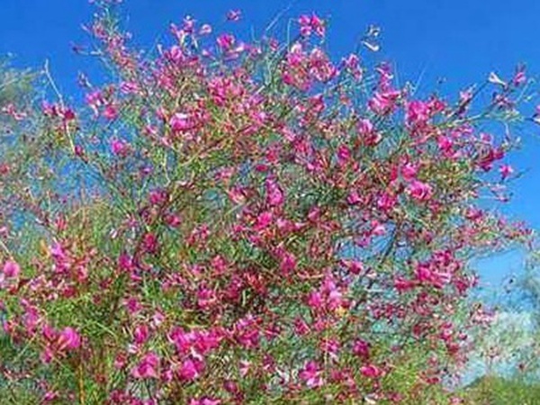 常見植物花棒——耐旱、喜光樹種
