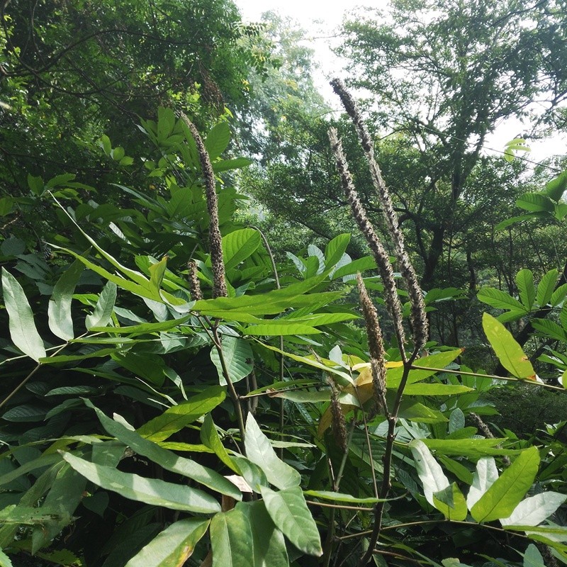 貓尾草