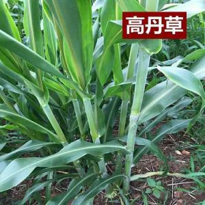 高粱與蘇丹草的結(jié)合，高丹草的優(yōu)勢(shì)有哪些