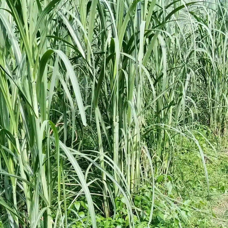 喂兔最佳牧草——甜象草簡(jiǎn)單介紹