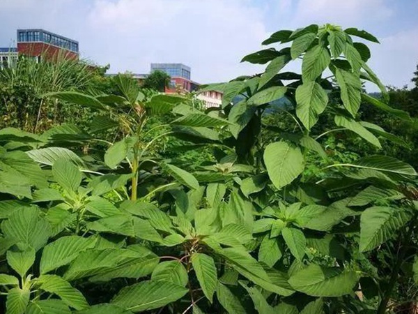 養(yǎng)豬用什么牧草種植比較好？