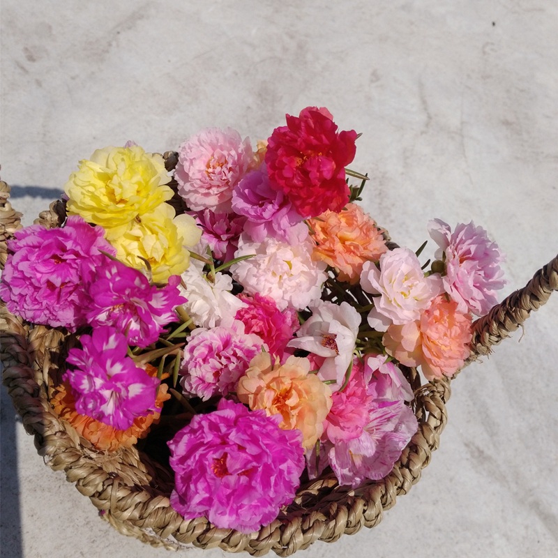 太陽花