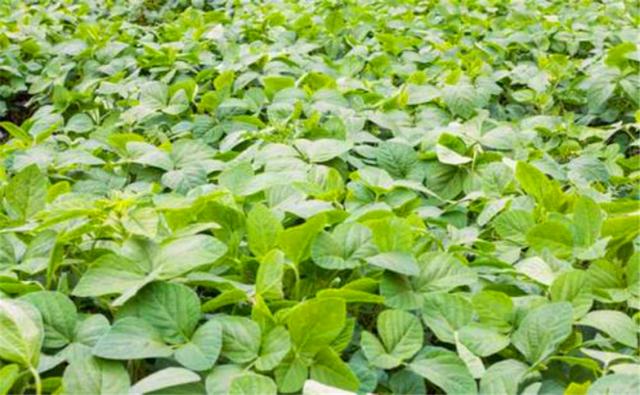 種植黑豆時，掌握技術(shù)方法產(chǎn)量能提升
