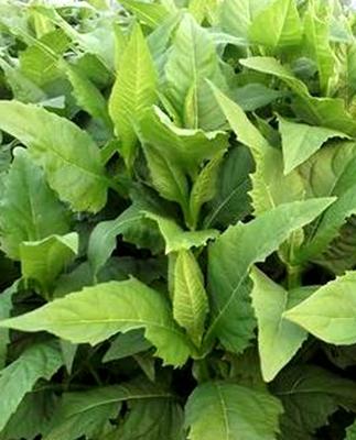 優(yōu)質(zhì)高產(chǎn)牧草——串葉松香草的種植方法