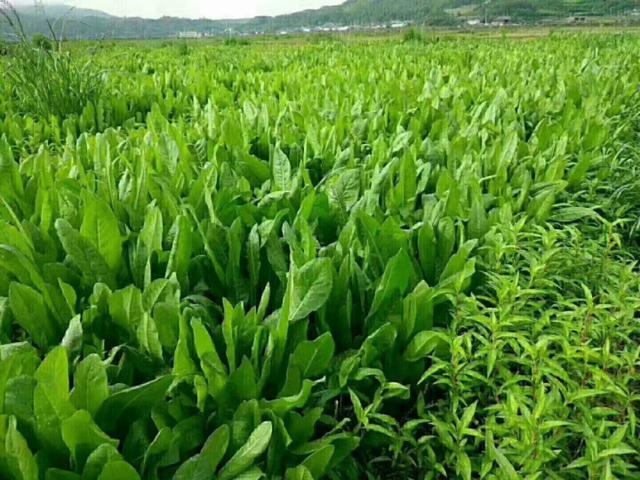牧草菊苣是多年生嗎？種植方法是什么？