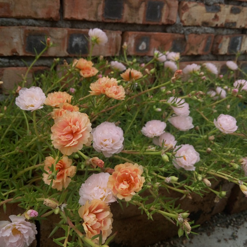 太陽花