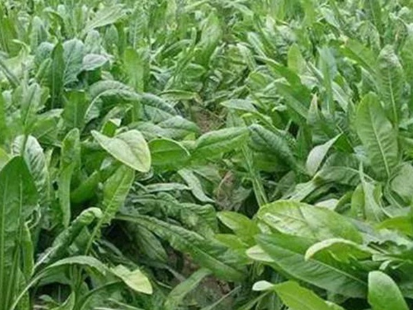 新品種牧草種子——魯梅克斯種子的播種方法