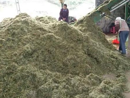 新型皇竹草牧草兩種發(fā)酵方法——發(fā)酵生物飼料與青貯飼料