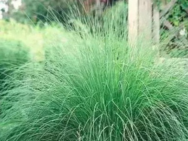 不同氣候地區(qū)怎么選擇綠化草種？有什么好的方法？