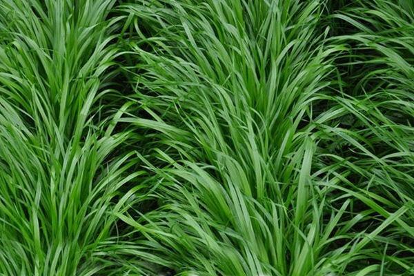 黑麥草什么時候種植比較好？如何種植黑麥草？