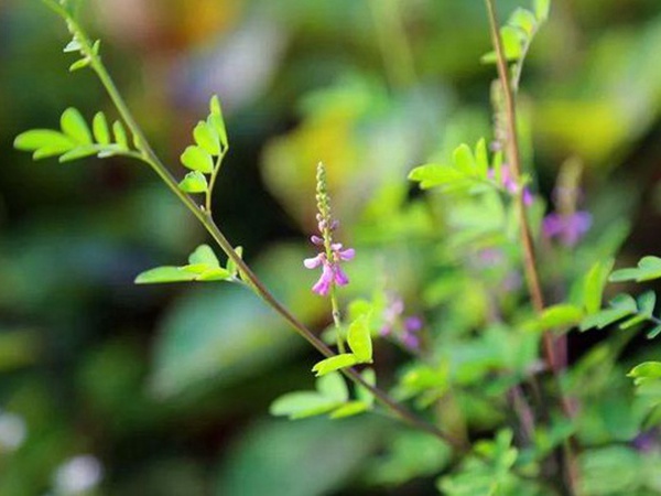 「每日一植」馬棘植物形態(tài)以及生長環(huán)境