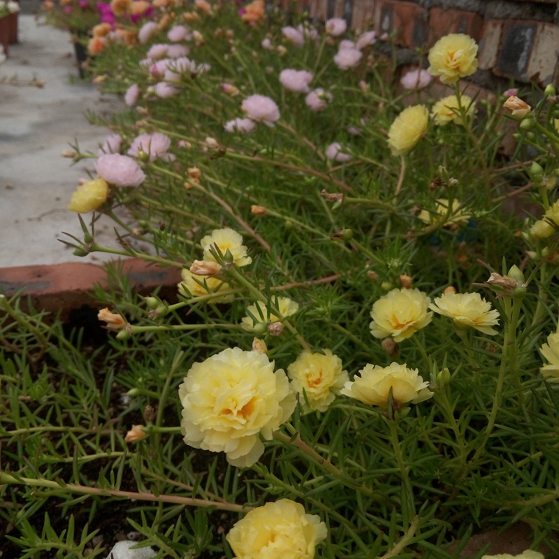 太陽花