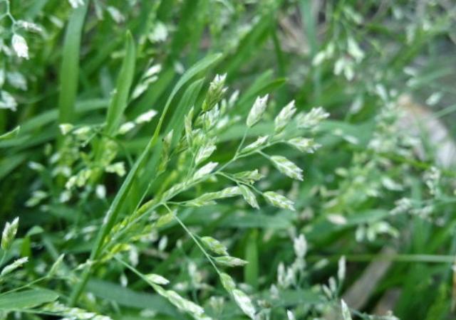 優(yōu)質(zhì)草坪草早熟禾的技術(shù)特點，種植養(yǎng)護(hù)有幾個要點