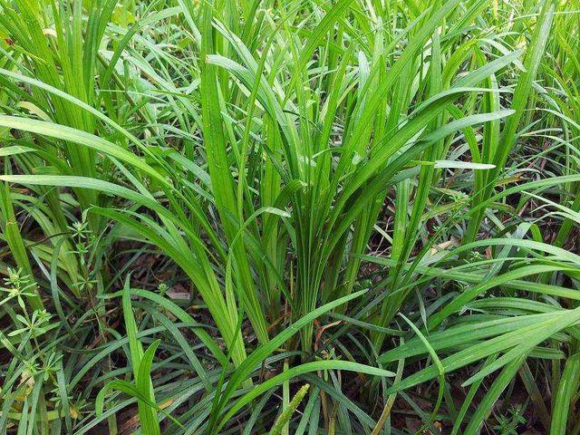 種植披堿草產(chǎn)量高必須掌握了這兩個(gè)方法