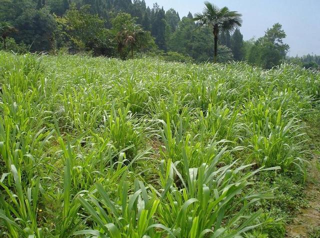 高產(chǎn)牧草種子——毛苕子播種方法