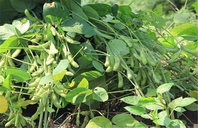 黑豆如何種植？種植方法是什么？有什么需要注意的？
