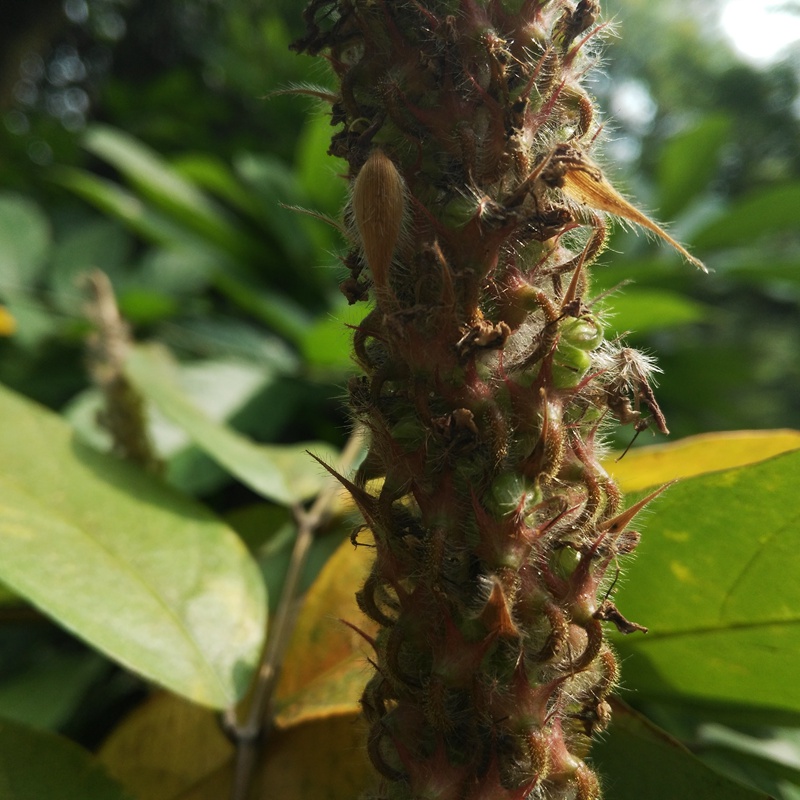 貓尾草