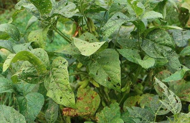黑豆種植方法有哪些？什么時候播種比較合適？