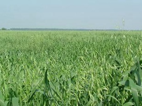 燕麥種植的生長環(huán)境是怎樣的？有什么需要注意的？
