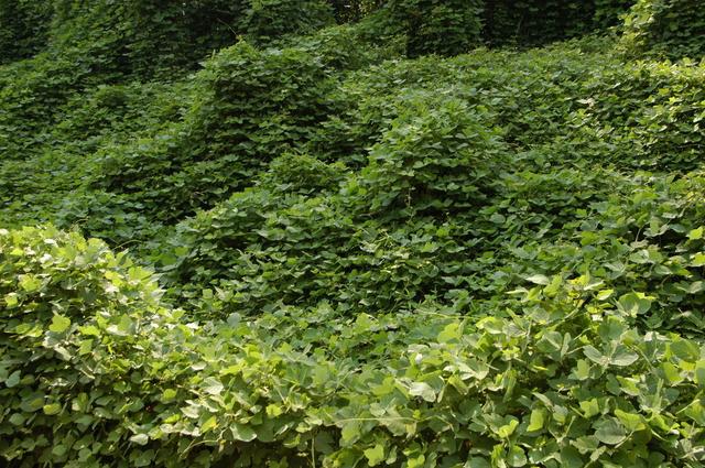 葛根的種植方法以及田間管理技術(shù)