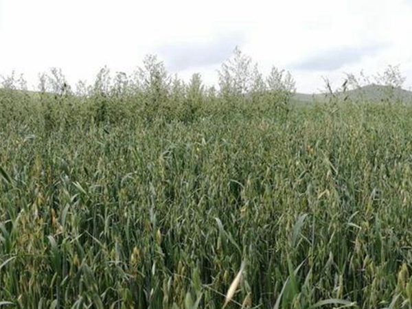 燕麥種植的生長環(huán)境是怎樣的？有什么需要注意的？
