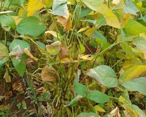 黑豆種植方法有哪些？什么時候播種比較合適？